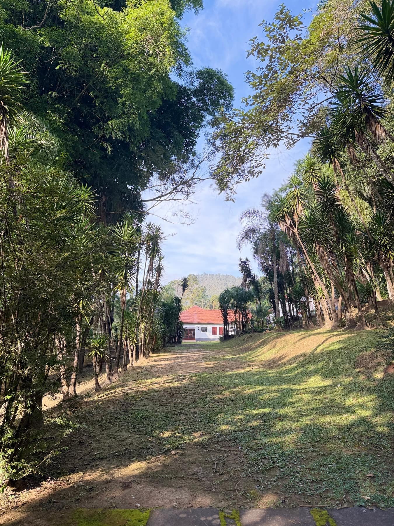 Caminho arborizado levando ao casarão da Fazenda Moinho