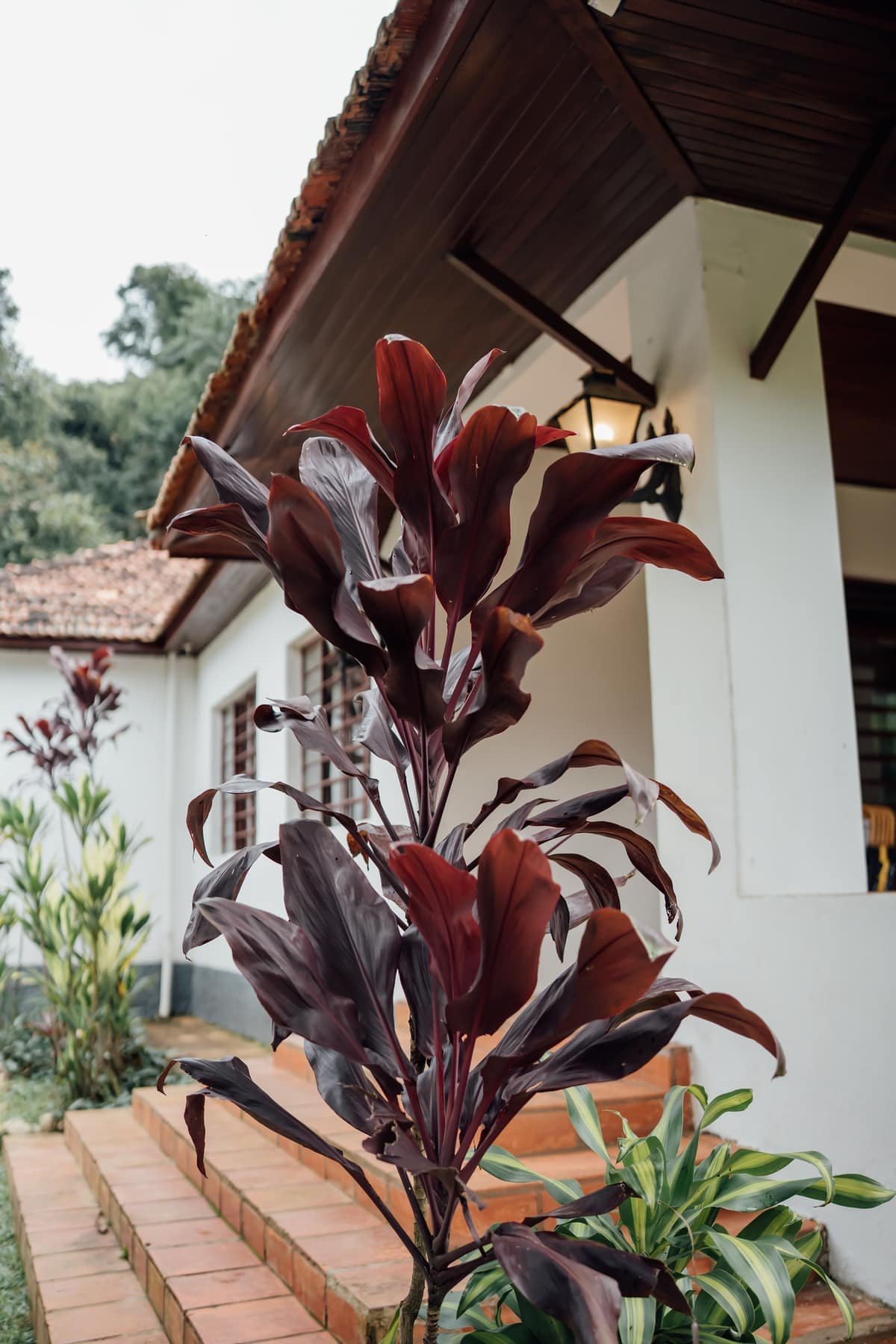 Detalhe de planta no jardim junto ao casarão da Fazenda